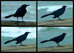 (24) crow montage.jpg    (1000x720)    238 KB                              click to see enlarged picture